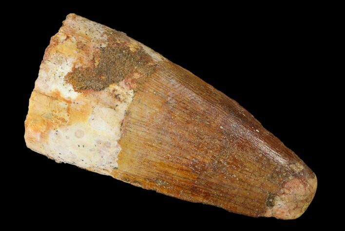 Bargain, Spinosaurus Tooth - Real Dinosaur Tooth #159928